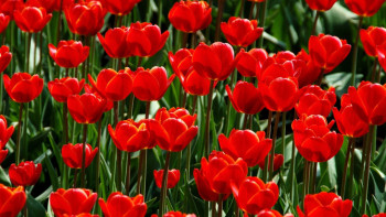 Фотография к новости: Қазақстанда қызғалдақ жұлғандар қалай жазаланады