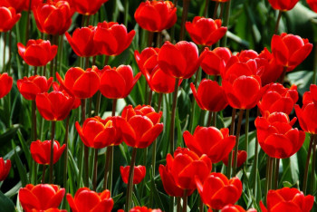 Фотография к новости: Қазақстанда қызғалдақ жұлғандар қалай жазаланады