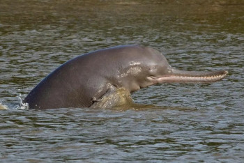 Фотография к новости: Үндістандық дельфиндерге қауіп төніп тұр