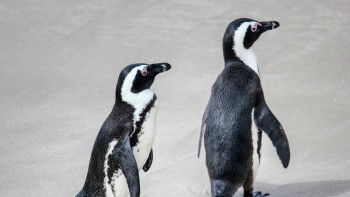Фотография к новости: Пингвин мен итбалықтар ғана тұратын арал АҚШ-қа салық төлей ме?