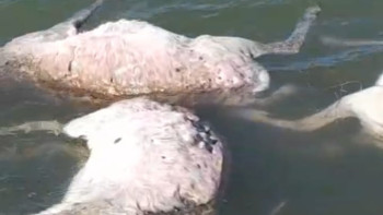 Фотография к новости: Батыс Қазақстанда киік қырылып қалды