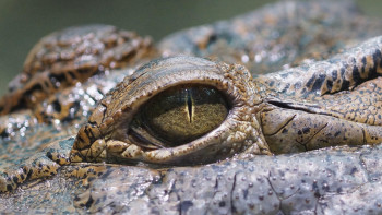Фотография к новости: "Жын қуып жүр". Суға барған әйелді қолтырауын жұтып қойды