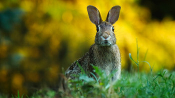 Фотография к новости: "Қоян аулау небәрі 177 теңге". Депутат аңшылыққа төлейтін салықты өсіруді ұсынды
