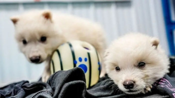 Фотография к новости: Ғалымдар 10 мың жыл бұрын өмір сүрген қасқырды тірілтті