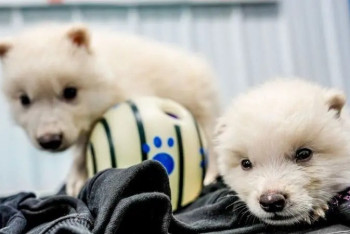 Фотография к новости: Ғалымдар 10 мың жыл бұрын өмір сүрген қасқырды тірілтті