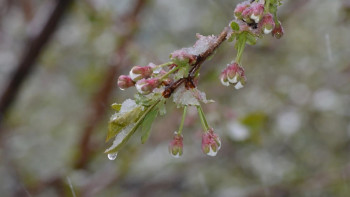Фотография к новости: Бүгін бес облыста үсік жүреді - Қазгидромет