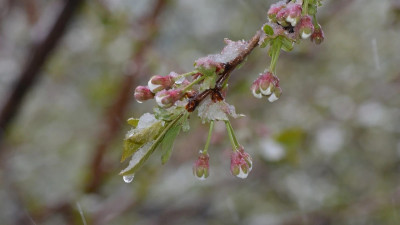 Бүгін бес облыста үсік жүреді - Қазгидромет
