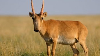 Фотография к новости: Киіктің етін жеуге бола ма? – министрлік түсіндірді