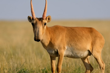 Фотография к новости: Киіктің етін жеуге бола ма? – министрлік түсіндірді