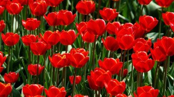 Фотография к новости: 12 шоқ гүл үшін 12 млн теңге айыппұл салу дұрыс па? – министр жауабы