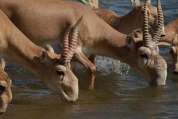 Фотография к новости: Жыл басынан бері 20 мыңнан астам киік қырылған