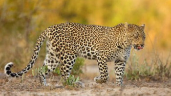 Фотография к новости: Үстіртте сирек кездесетін Батыс Азия барысы фототұзаққа түсті