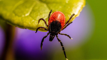 Фотография к новости: Қазақстанда кене шаққандар саны күрт өскен