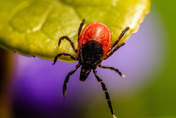 Фотография к новости: Қазақстанда кене шаққандар саны күрт өскен