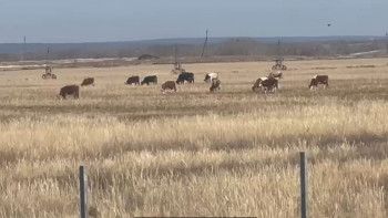 Фотография к новости: Бұлақ ауылында бруцеллез дерті басылмай тұр