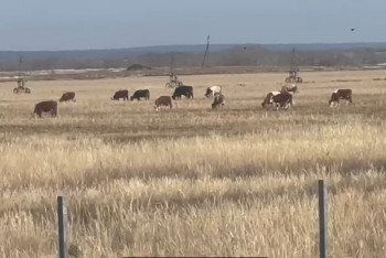 Фотография к новости: Бұлақ ауылында бруцеллез дерті басылмай тұр
