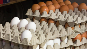 Фотография к новости: Елімізде жұмыртқа бағасы арзандады