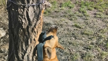 Фотография к новости: Семейде полицейлер итті асып өлтірген күдіктінің жеке басын анықтады
