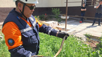 Фотография к новости: ТЖМ құтқарушылары ауладағы жыланды ұстады