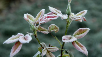 Фотография к новости: Синоптиктер Қазақстанда үсік жүруі мүмкін екенін ескертті