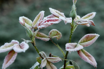 Синоптиктер Қазақстанда үсік жүруі мүмкін екенін ескертті