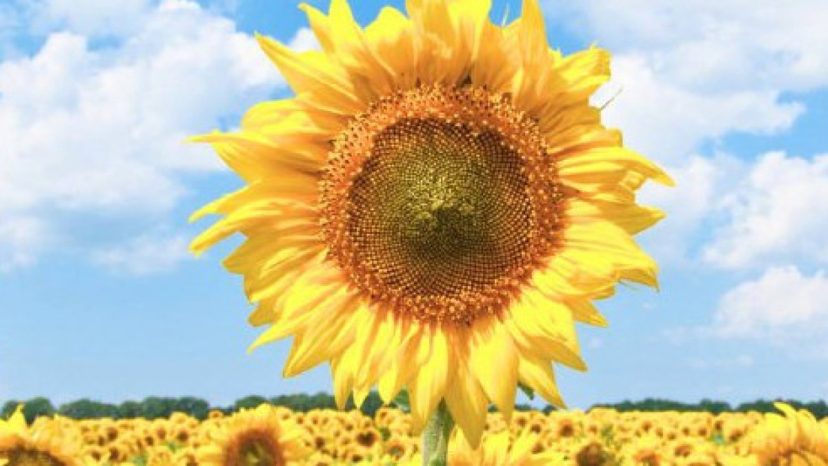  Ауыл шаруашылығы министрлігі