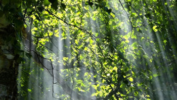 Фотография к новости: "Ертіс орманының" бұрынғы директоры 12 жылға сотталды