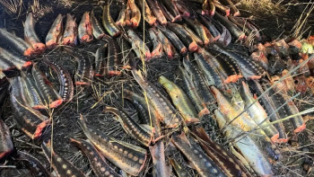 Фотография к новости: Атырау облысында 311 келі бекіре балығы тәркіленді