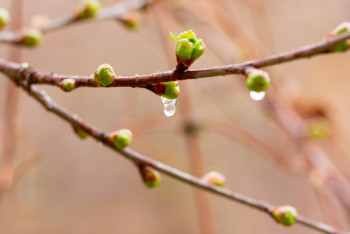Фотография к новости: Қазақстанның бес облысында үсік жүреді