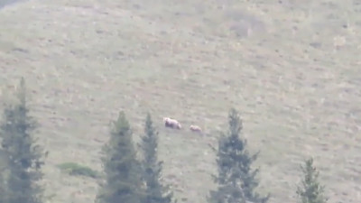 Алматы тауларында қонжықтарымен бірге жүрген қоңыр аю видеоға түсіп қалды