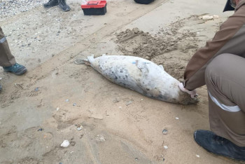 Каспий жағасынан өлі итбалықтар табылды