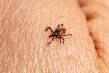 Бір апта ішінде 700-ге жуық адамды кене шағып алды