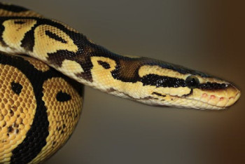 Фотография к новости: Жапониядағы ең жылдам пойызды жылан тоқтатып тастады