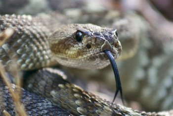 Фотография к новости: Өлі жылан етінен түскі ас ішкен 100-ден астам оқушы уланып қалды