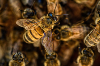 Фотография к новости: Футбол матчы кезінде төрешілер мен жанкүйерлерге аралар шабуыл жасады
