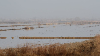 Фотография к новости: Түркістан облысында 134 мың гектардан астам жерде сор шаю жұмыстары аяқталды