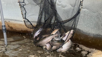 Фотография к новости: Балық – байлық көзі. Қазақстан нарығы өсім үстінде