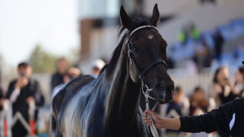 Фотография к новости: Жеңіс тойындағы тарту