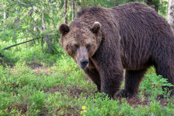 Аю адам мен итке шабуыл жасап, екеуін де өлтірді