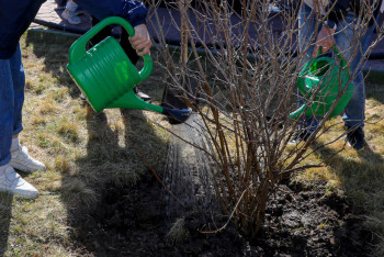 Фотография к новости: Үш мегаполисте 15 миллион ағаш отырғызылады