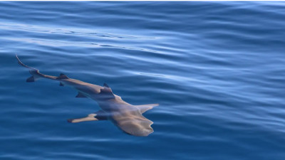 Анталия жағалауында екі метрлік акула туристерді қорқытты