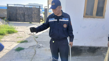 Фотография к новости: Шымкентте құтқарушылар 4 жыланды ұстады