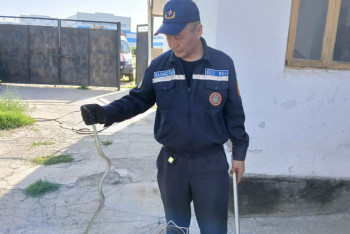 Фотография к новости: Шымкентте құтқарушылар 4 жыланды ұстады