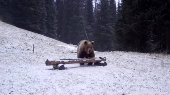 Фотография к новости: Тянь-Шань қоңыр аюы фототұзаққа түсті