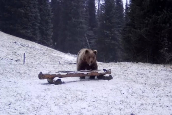 Фотография к новости: Тянь-Шань қоңыр аюы фототұзаққа түсті