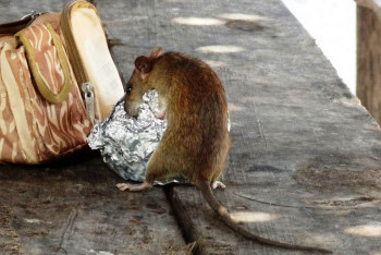 Фотография к новости: Қала тышқандарының қауіпті тұсы қандай?