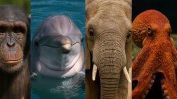 Фотография к новости: ТОП–5: Адамнан кейінгі ең ақылды жануарлар анықталды