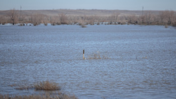 Фотография к новости: Тасқыннан жиналған сулар жайылымдарға жіберілді
