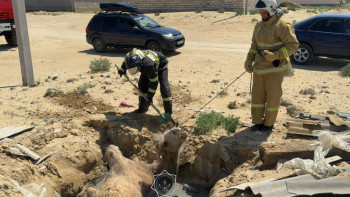 Фотография к новости: Шұңқырға құлап кеткен түйе құтқарылды