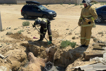 Фотография к новости: Шұңқырға құлап кеткен түйе құтқарылды